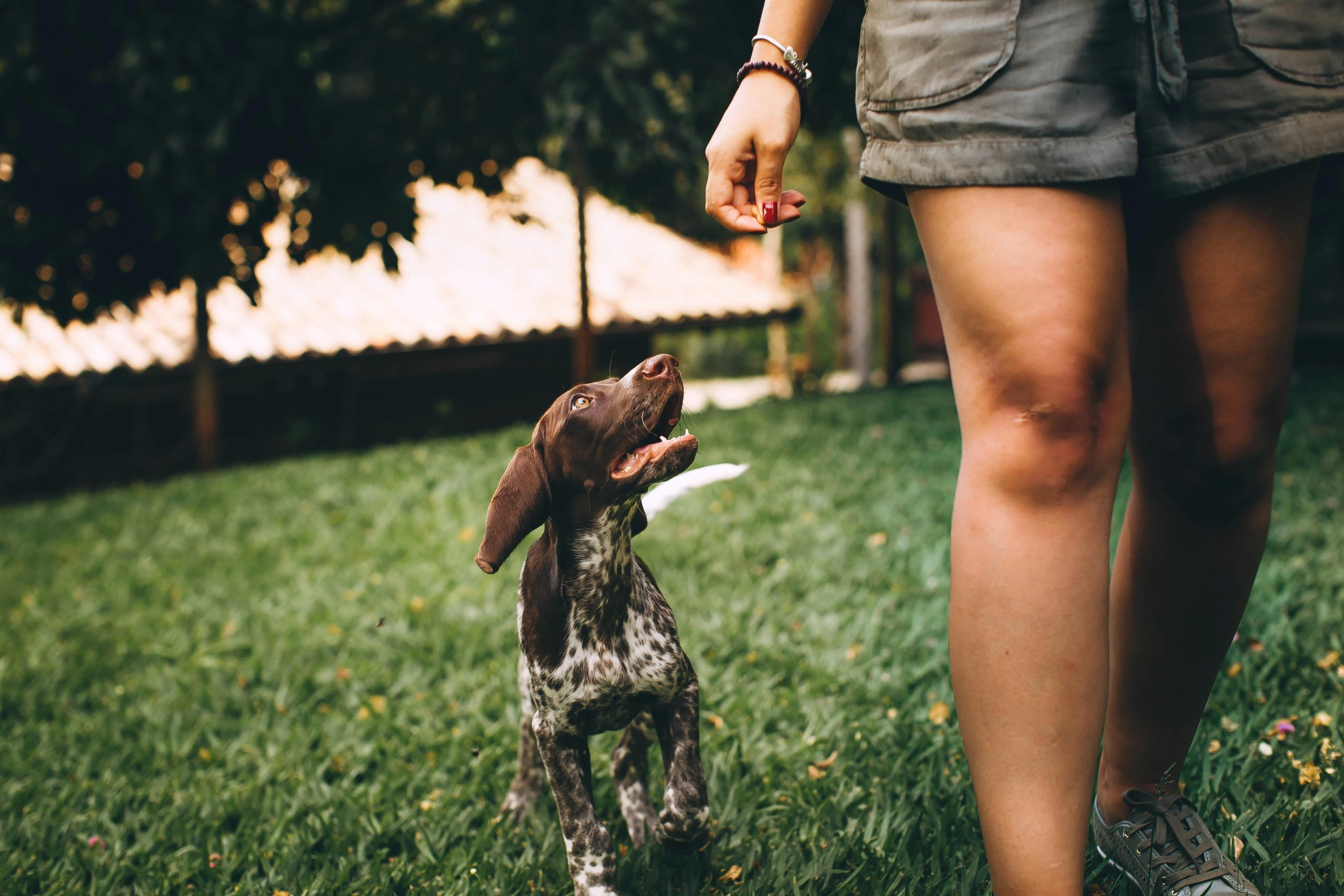 ICRA - A playful brown and white puppy eagerly follows a person walking on a grassy lawn, embodying the joy of companionship. The individual, dressed in shorts and sneakers, strolls under sunlight filtering through trees, reminiscent of an ICRA scene celebrating human-animal interactions.